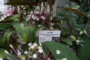 美丽矾根植物展示