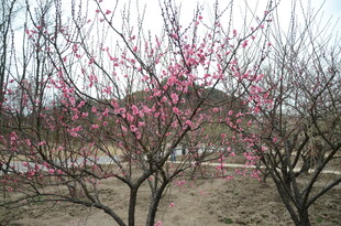 枝头绽放的娇艳粉色梅花