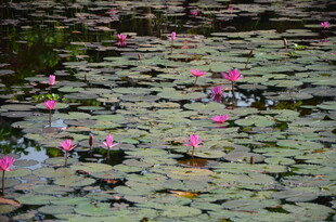 池塘中的睡莲与荷叶