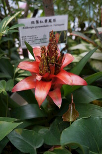 艳丽红花绽放绿叶间