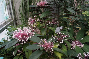 窗边盛开的粉色花卉