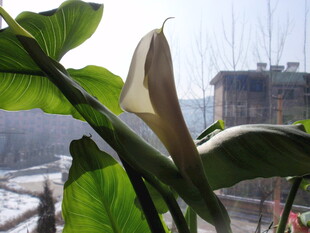 窗边绿植 独特花苞初绽