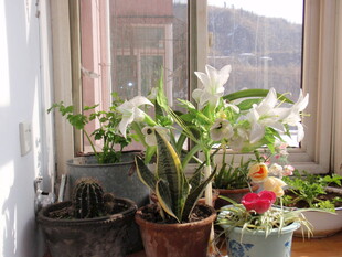 窗边多彩盆栽植物景观