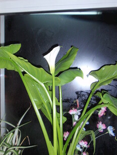 窗前绽放的白色马蹄莲