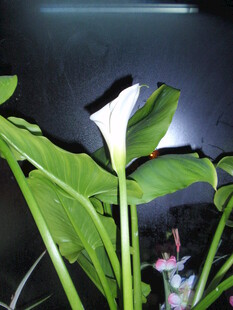 优雅白掌 绿意盎然的生机