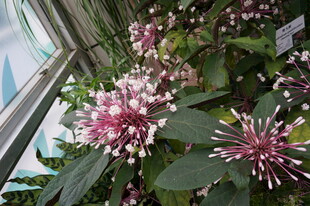 窗边绽放的美丽粉花植物