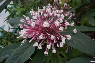 美丽粉白花朵植物特写