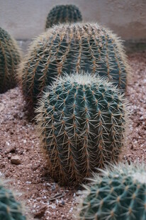 圆润可爱的仙人球群