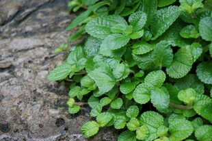 翠绿叶片依附于粗糙石面