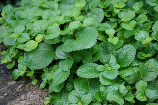 翠绿鲜嫩的薄荷植物