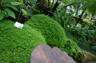 翠绿苔藓覆盖的自然景观