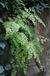 翠绿蕨类植物依附于石上