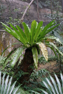 奇特绿植鸟巢蕨特写