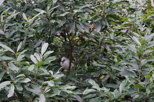 绿叶丛中的隐秘景象