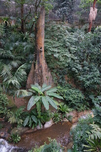 森林中的独特树木景观