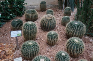 多样仙人球展示于花园中