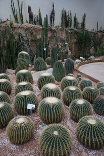 多样仙人球展示