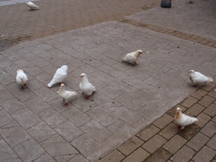 广场上的白鸽