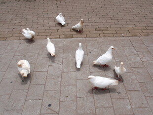 地面上的一群白鸽