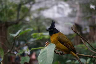 枝头黄黑相间小鸟