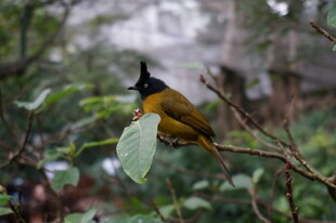 枝头黄黑小鸟特写