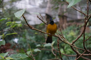 枝头黄黑小鸟栖于绿植间