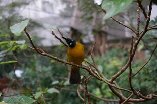 枝头黄黑相间小鸟