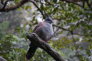 枝头栖息的灰羽小鸟