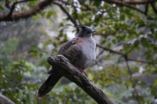 枝头栖息的灰羽小鸟