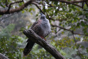 枝头栖息的灰羽鸟