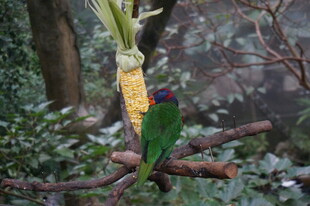 树枝上的多彩鹦鹉