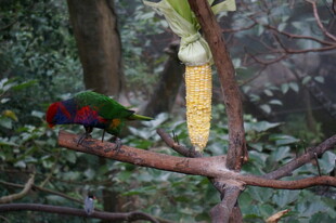 树枝上的多彩鹦鹉