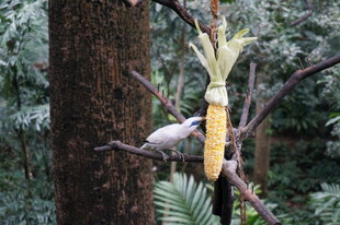 树上松鼠啃食玉米棒