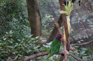 树枝上的多彩鹦鹉