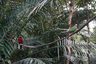 林间红鸟栖于翠绿枝叶间