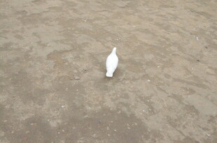 沙滩上的白色小鸟