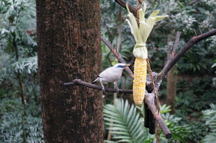 树上鸟儿与奇特植物