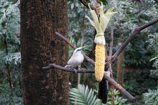树枝上小鸟与玉米棒