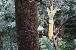 树上鸟儿啄食玉米