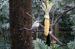 树枝上鸟儿啄食玉米