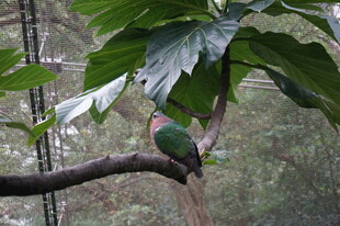 枝头彩鸟栖于葱郁绿叶间
