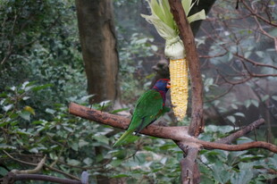 树枝上的多彩鹦鹉与玉米