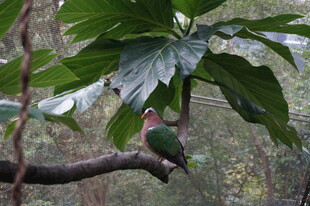 枝头彩鸟栖于绿叶间