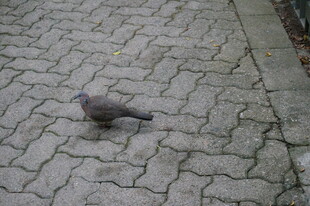 石板路上的灰色鸽子