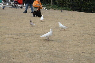 沙滩上人与白鸽和谐共处