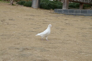 沙地上的独行白鸽