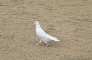 漫步沙地的白鸽
