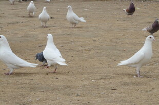 广场上的白鸽们