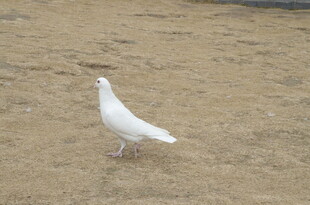 漫步的白鸽