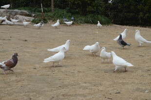 群鸽聚集在户外地面
